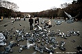 ueno park 15
